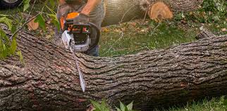 Best Firewood Processing and Delivery  in Penhook, VA