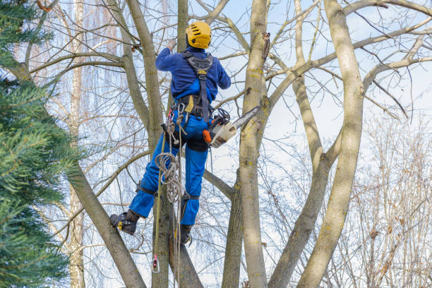 Best Arborist Consultation Services  in Penhook, VA