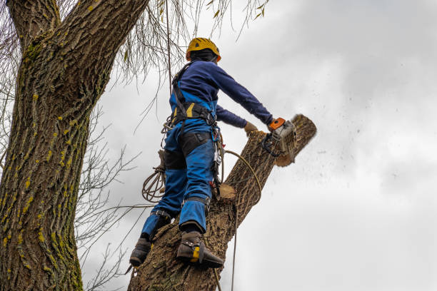 Best Tree Health Inspection  in Penhook, VA