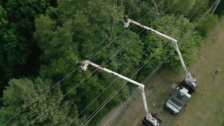 Best Hedge Trimming  in Penhook, VA