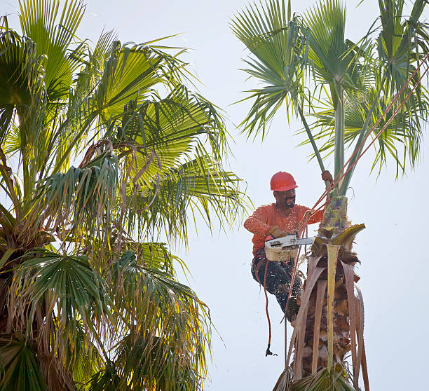 Best Commercial Tree Services  in Penhook, VA