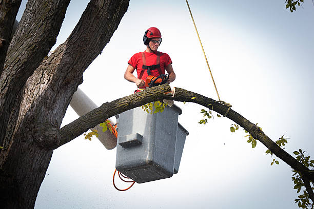 Best Tree Maintenance Programs  in Penhook, VA