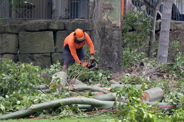 How Our Tree Care Process Works  in  Penhook, VA