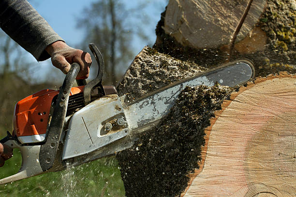 Tree and Shrub Care in Penhook, VA